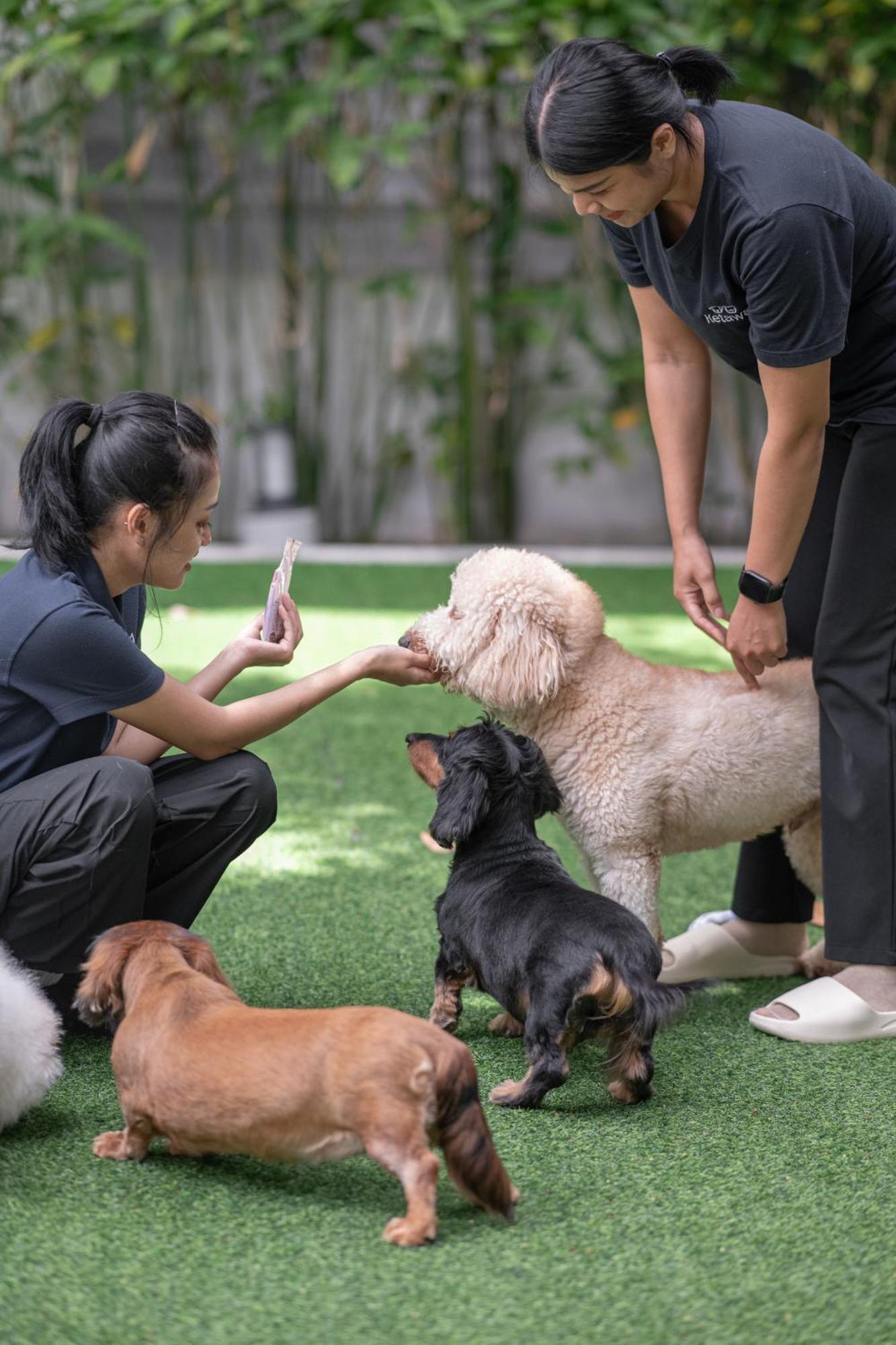 Ketawa Pet Friendly Hotel Chiang Mai Exteriör bild